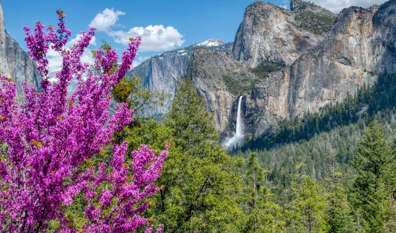 flowers, mountain, pink, spring, park, national, valley, yosemite, fore