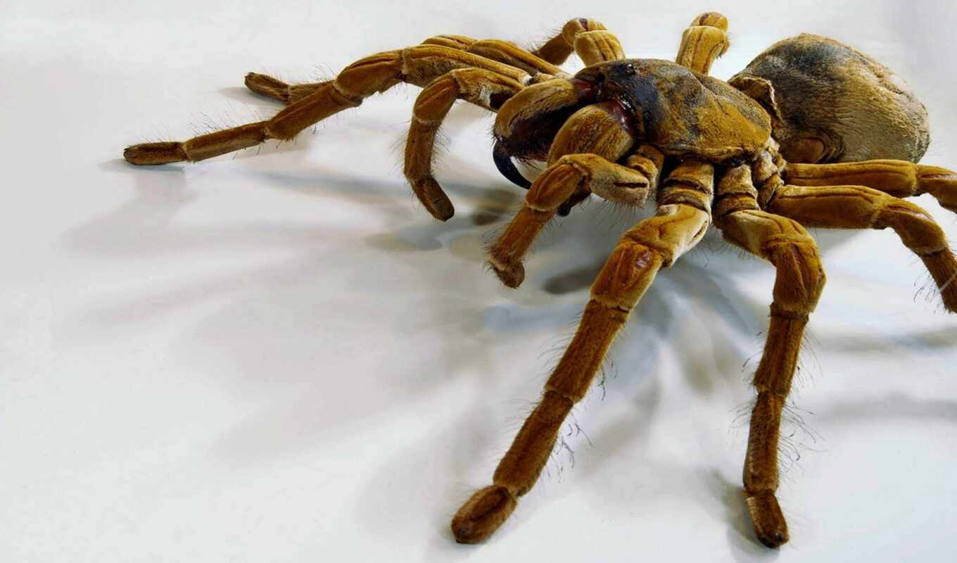spider, tarantula