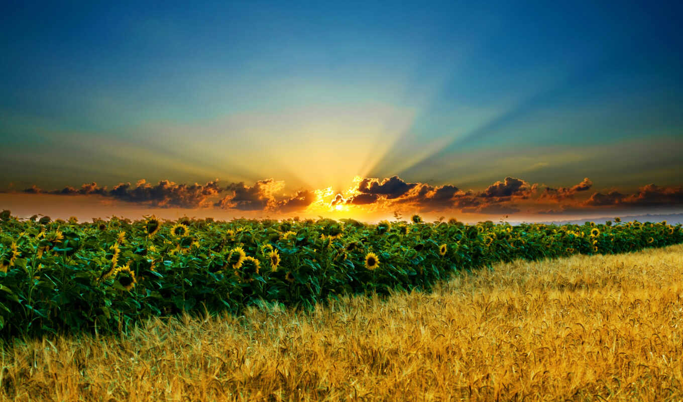 sky, sun, sunset, field, evening, rays, sunflowers, ears of corn, cloud
