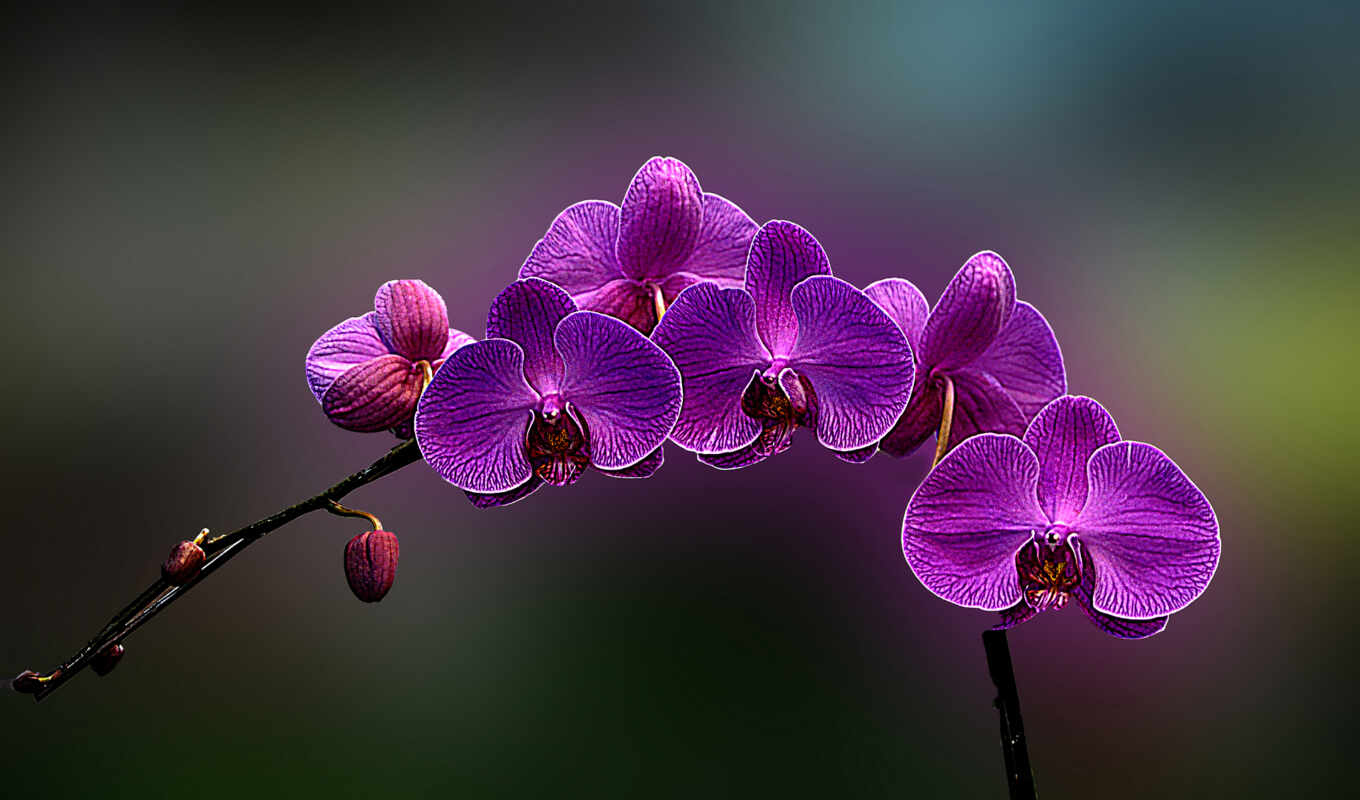 branch, orchid, different, orchids, cvety, purple, picdom