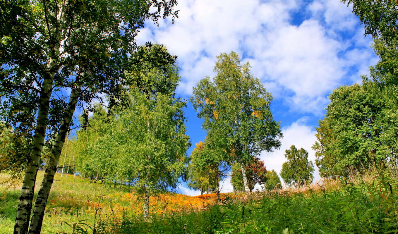 nature, telephone, mobile, summer, grass, trees, birch tree, birches, whistle