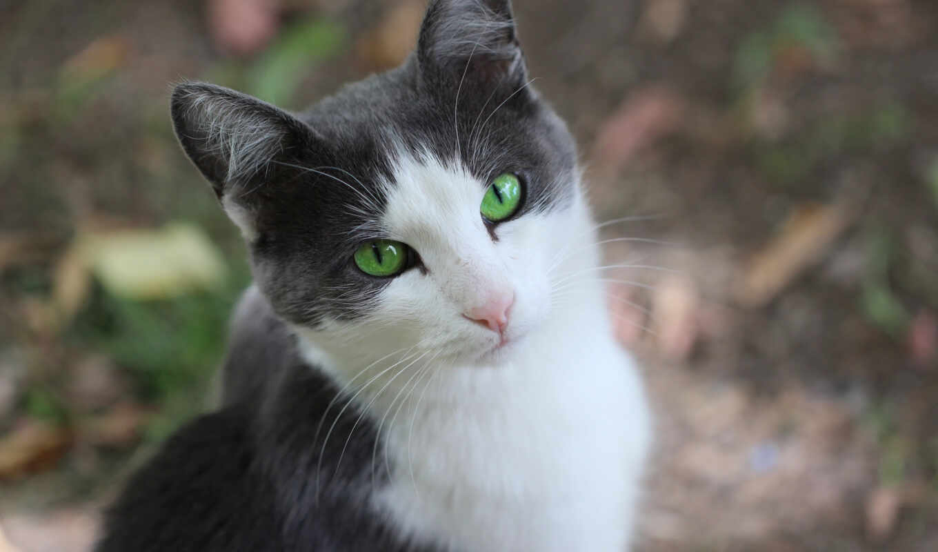 black, смена, глаз, зелёный, глаза, кот, поза, смотреть, морда, kitty, лео