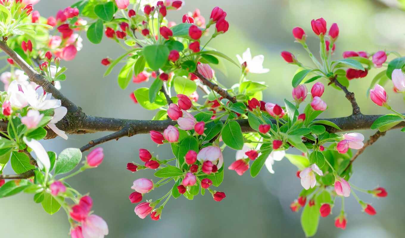flowers, sheet, tree, fond, branch, spring, blossom, flower, gullar, cerisy