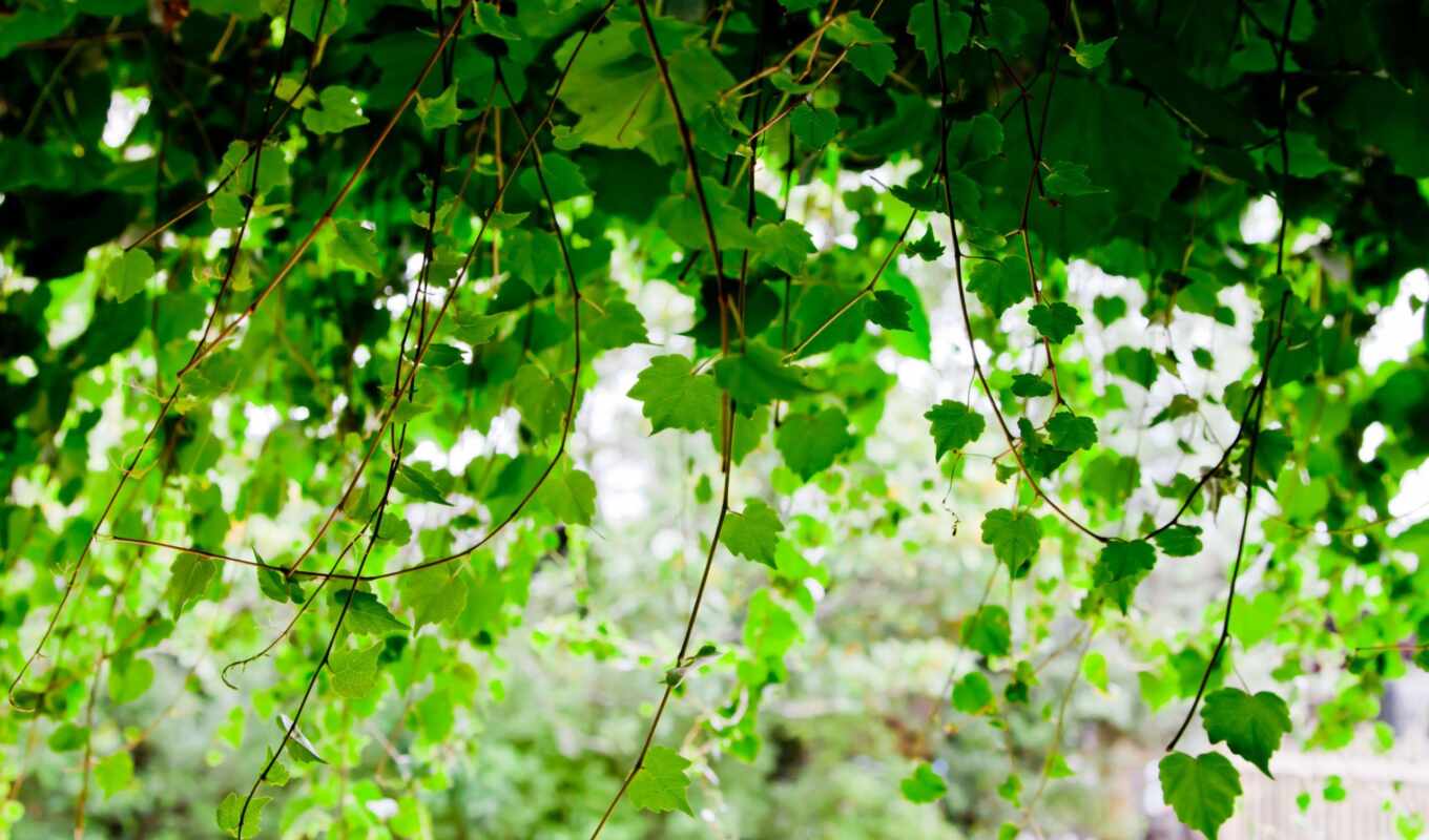 sheet, background, tree, green, branch, plant, beautiful, vine, greenery, blurring
