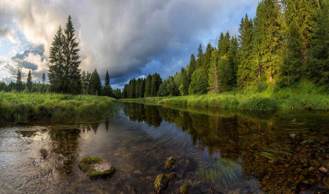 nature, summer, forest, river