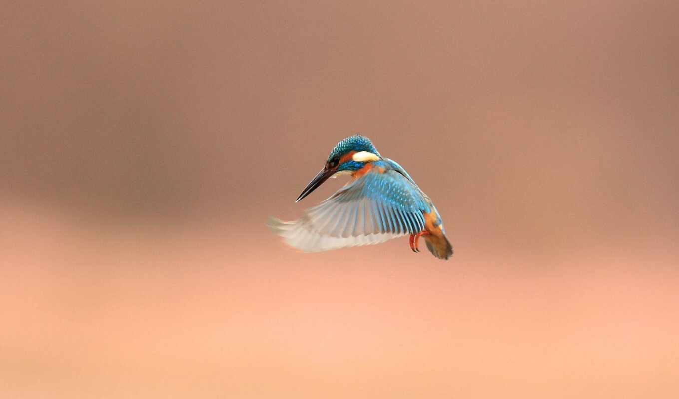 animal, kingfisher