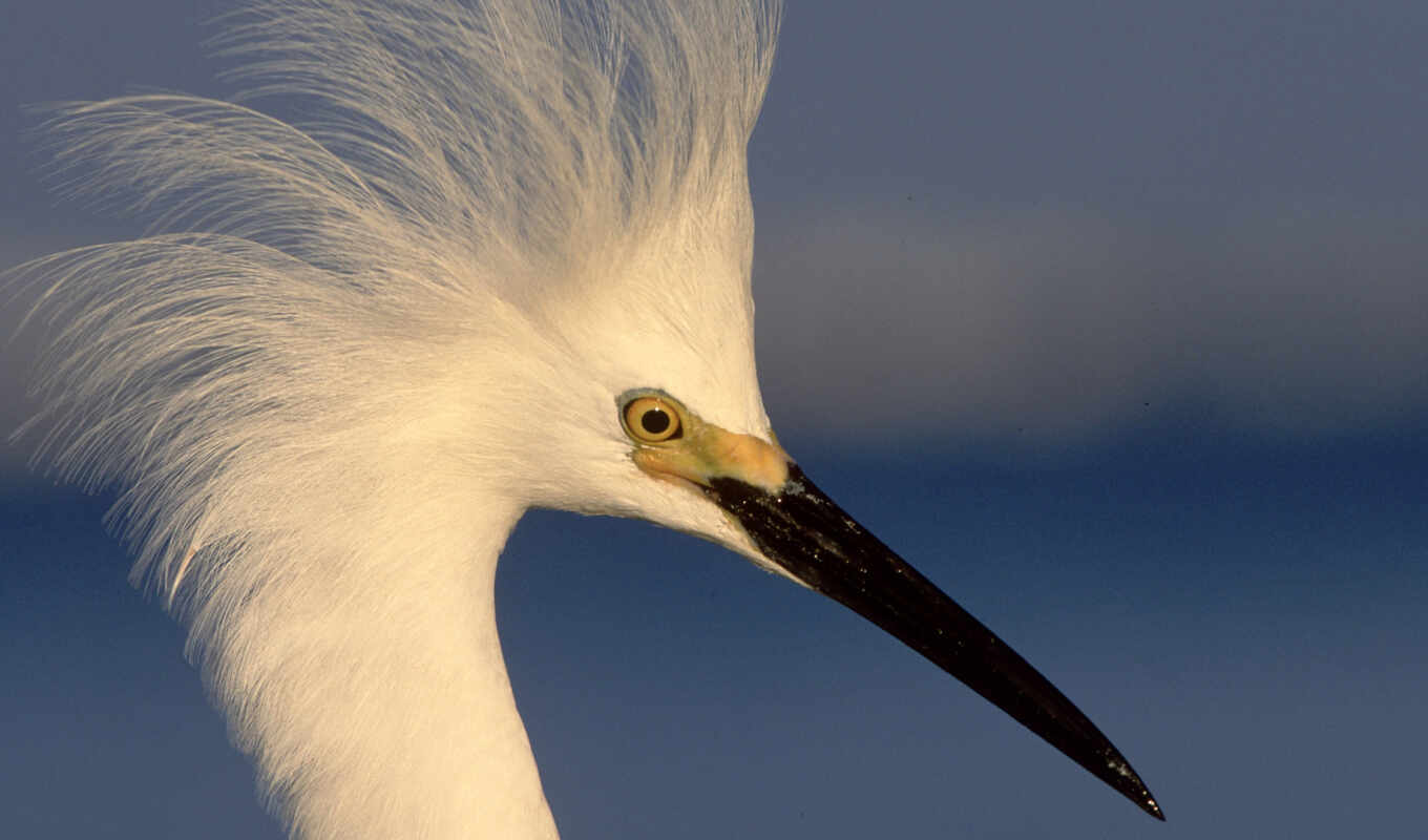 фото, snowy, egret