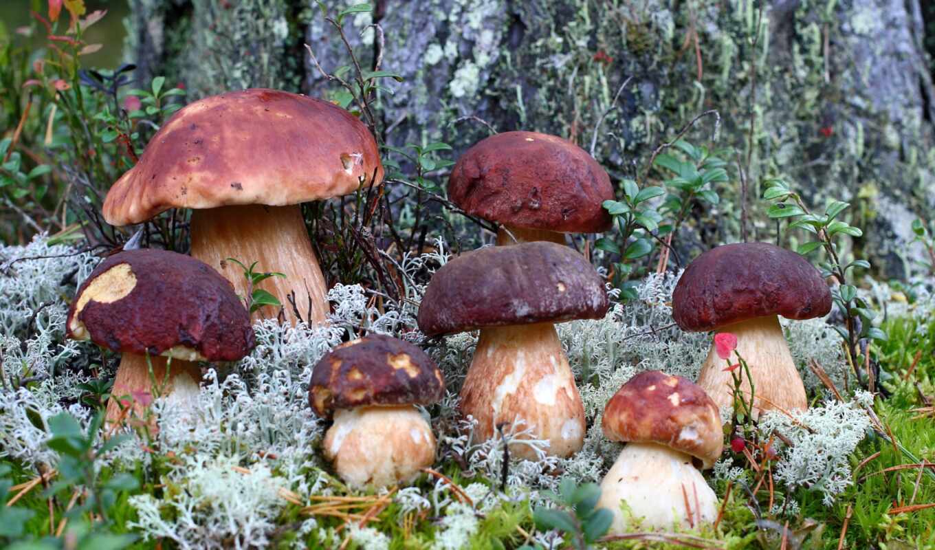 board, forest, square, see, contain, many, mushroom, Ekaterinburg, sverdlovskii