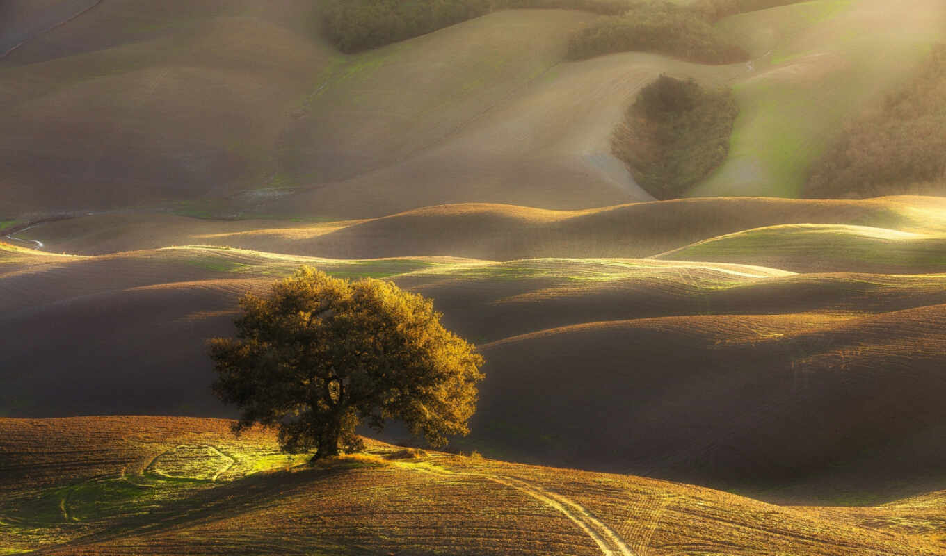 природа, свет, дерево, поле, утро, hill, italy, arbre, id, tuscany