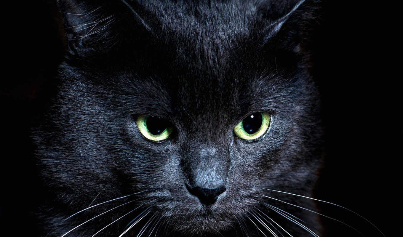 black, взгляд, кот, school, смотреть