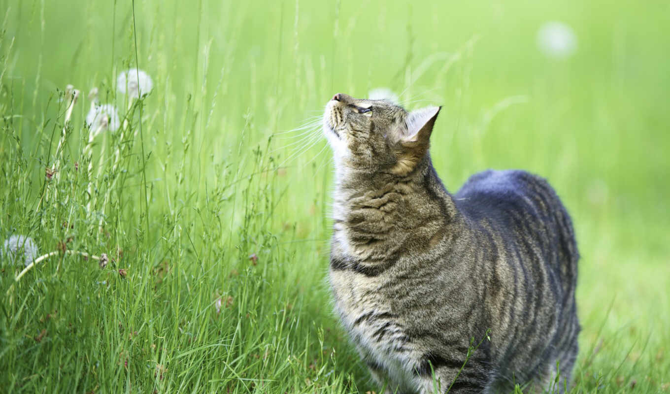 background, green, gray, grass, cat, see, puppy, animal, fluffy