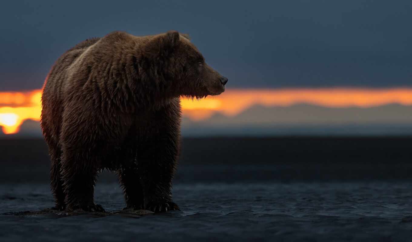 закат, медведь, animal, аляска