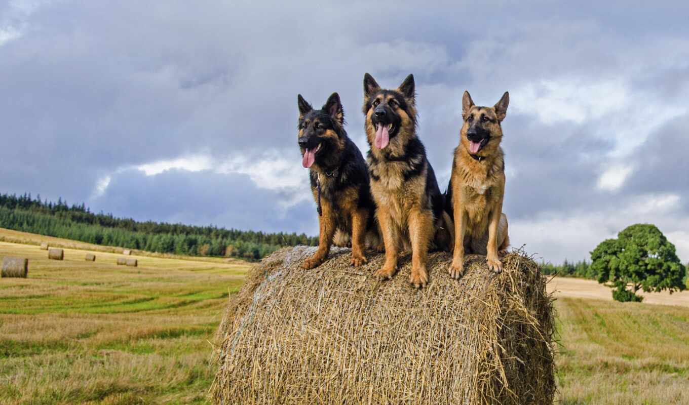 field, dog, awesome, german