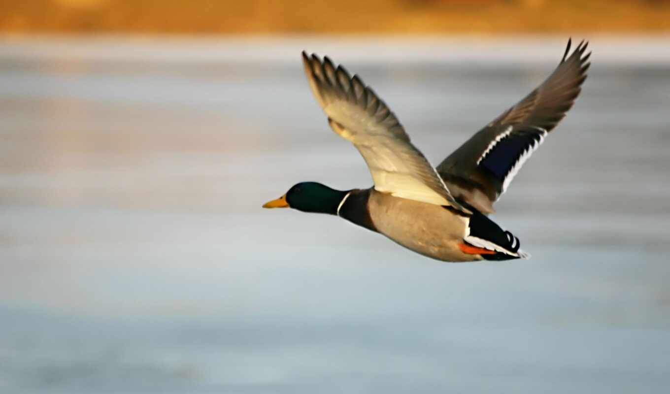 wallpapers, wallpaper, desktop, and, mobile, free, pictures, flight flight, images, animal, ducks, mid-point, duck, hunting, shadow