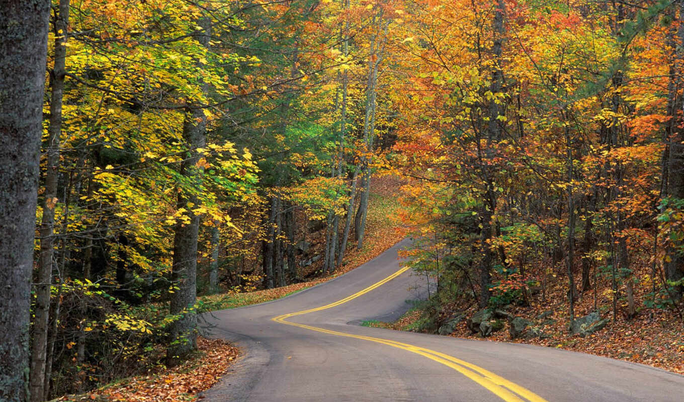 лес, дорога, осень, листва, trees