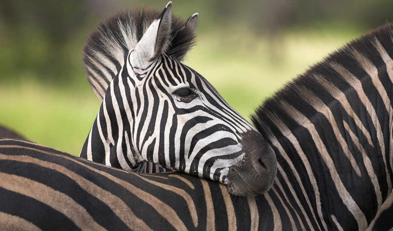 black, white, simple, stripe, but, one, animal, question, zebra