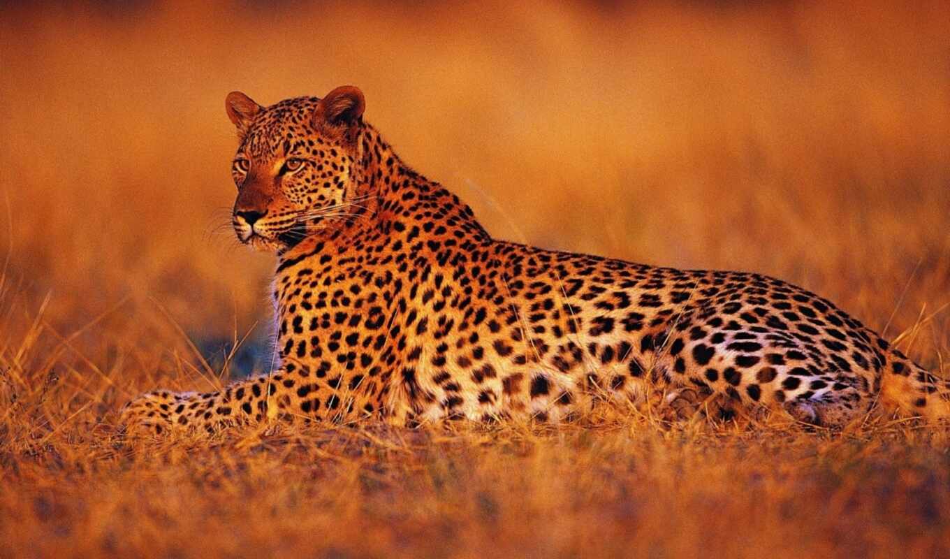 nature, cat, leopard, wild, animal, african, ground, pardus, zhivat