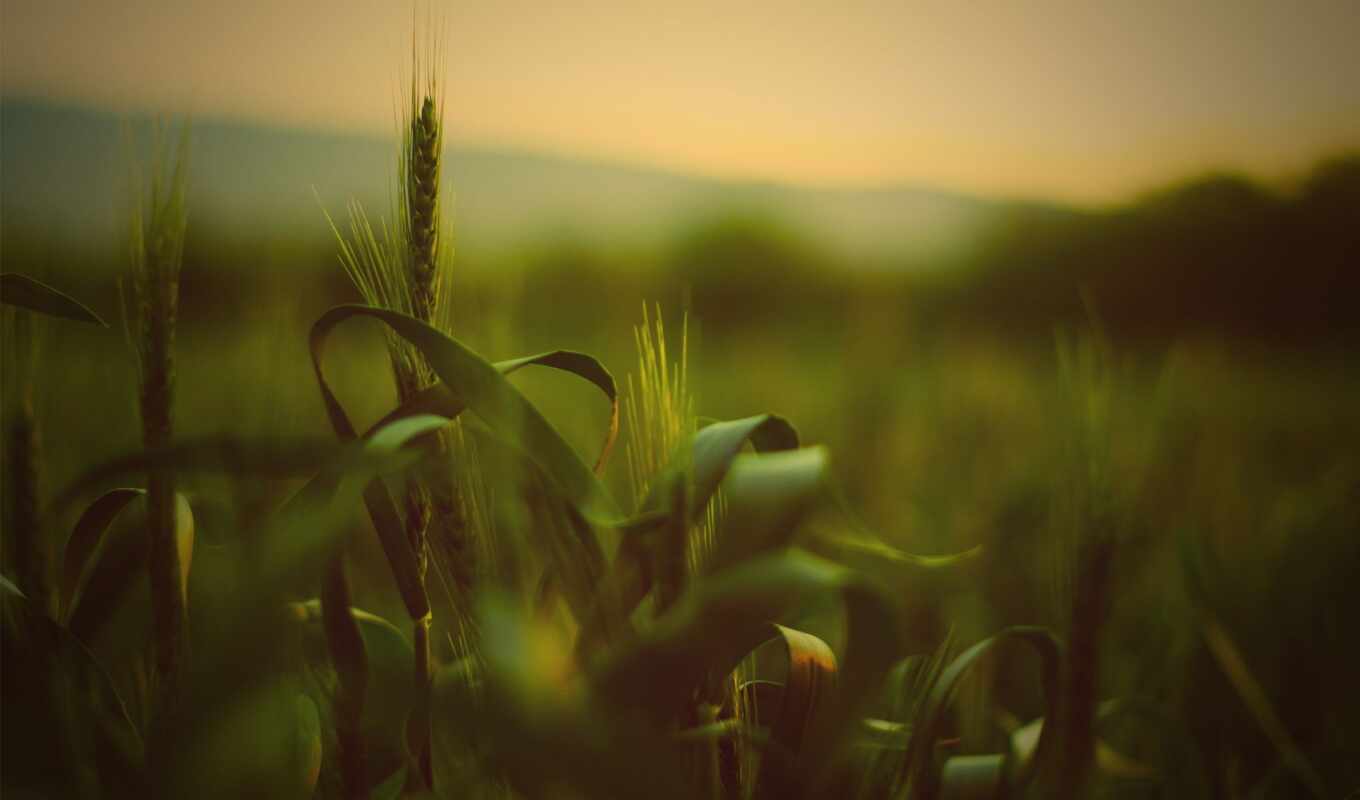 природа, summer, трава, поле, one, солнца, пшеницы, rising, пшеница, margin