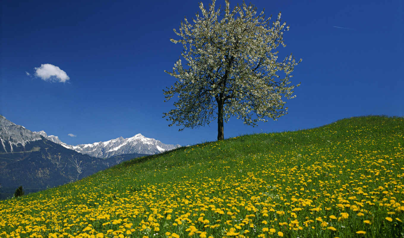 photo, tree, mountain, field, landscape, Austria, funny, mountains, secrets