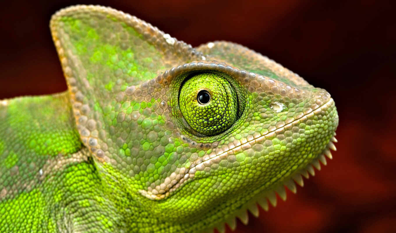 light, green, round, big, zhivotnye, chameleon, photo wallpapers, color