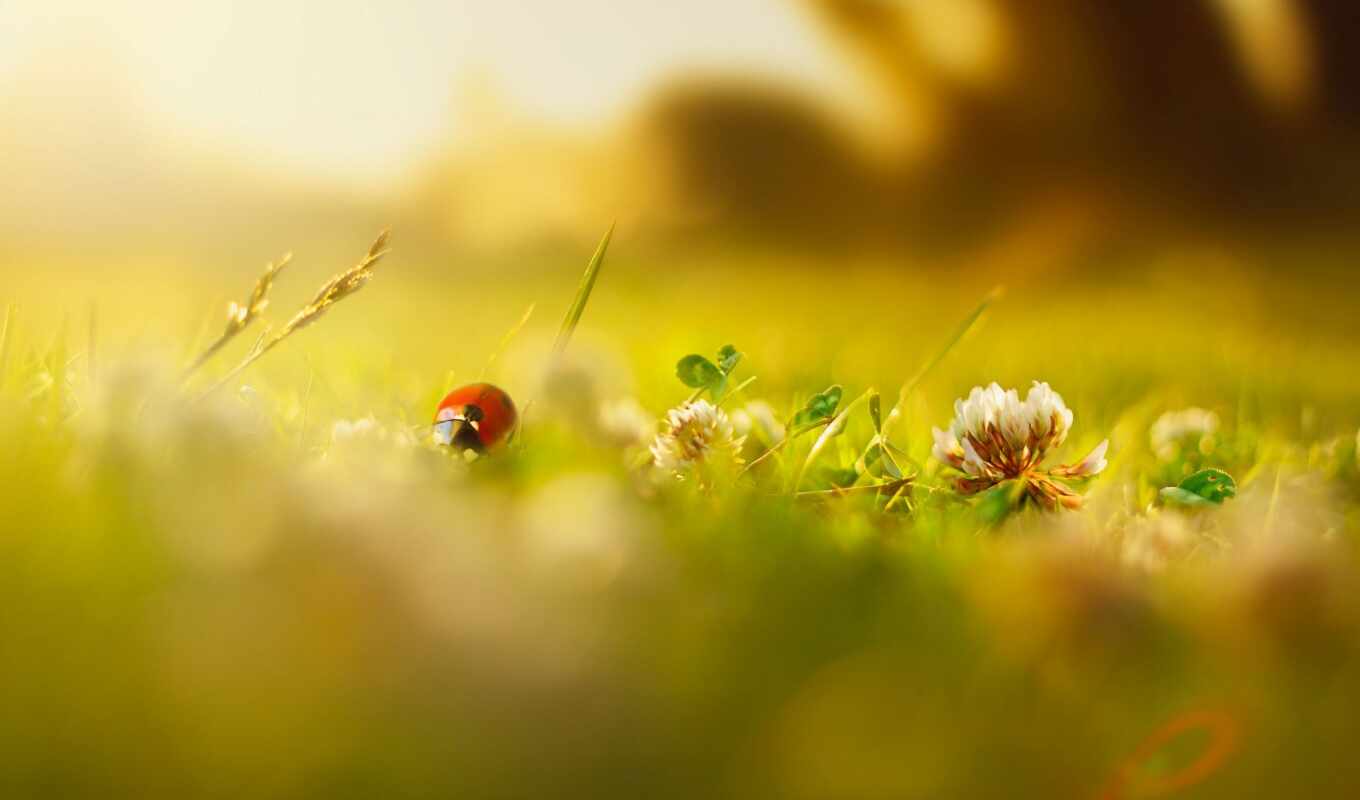 macro, green, grass, day, morning, God's, cow, cvety, flowers, insects, blur