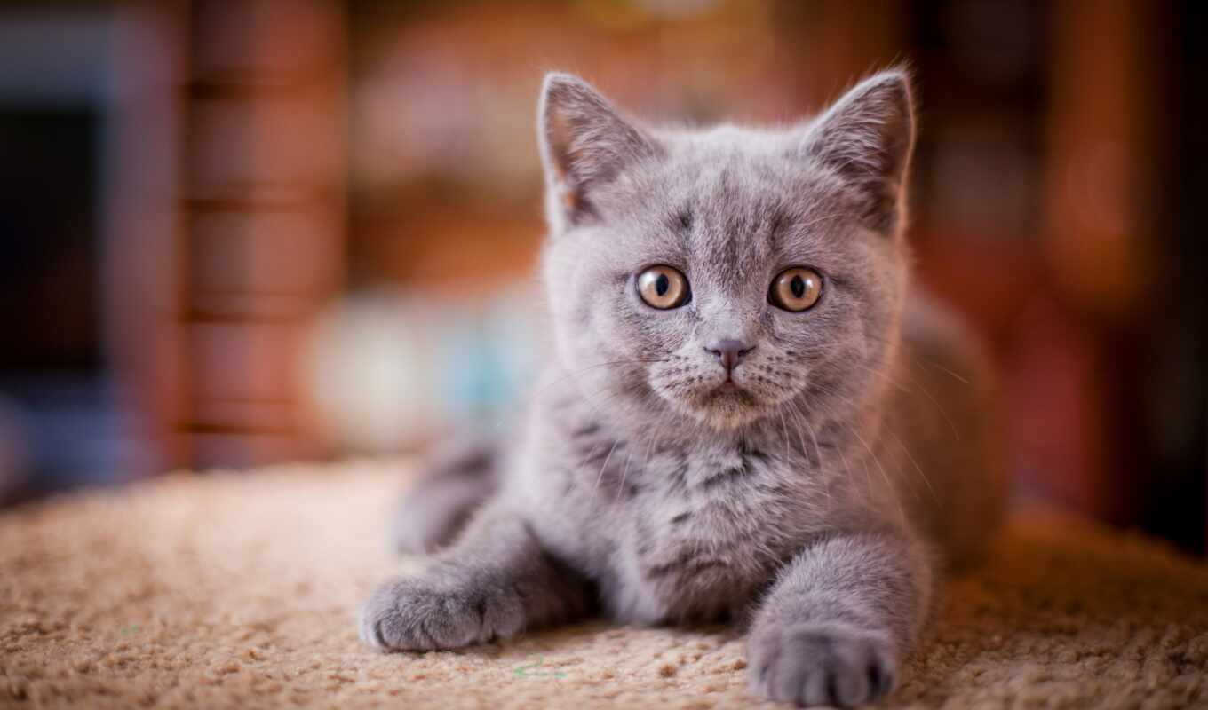 gray, cat, portrait, kitty, animal, katt, workshop, naschityvauschii, predposylka