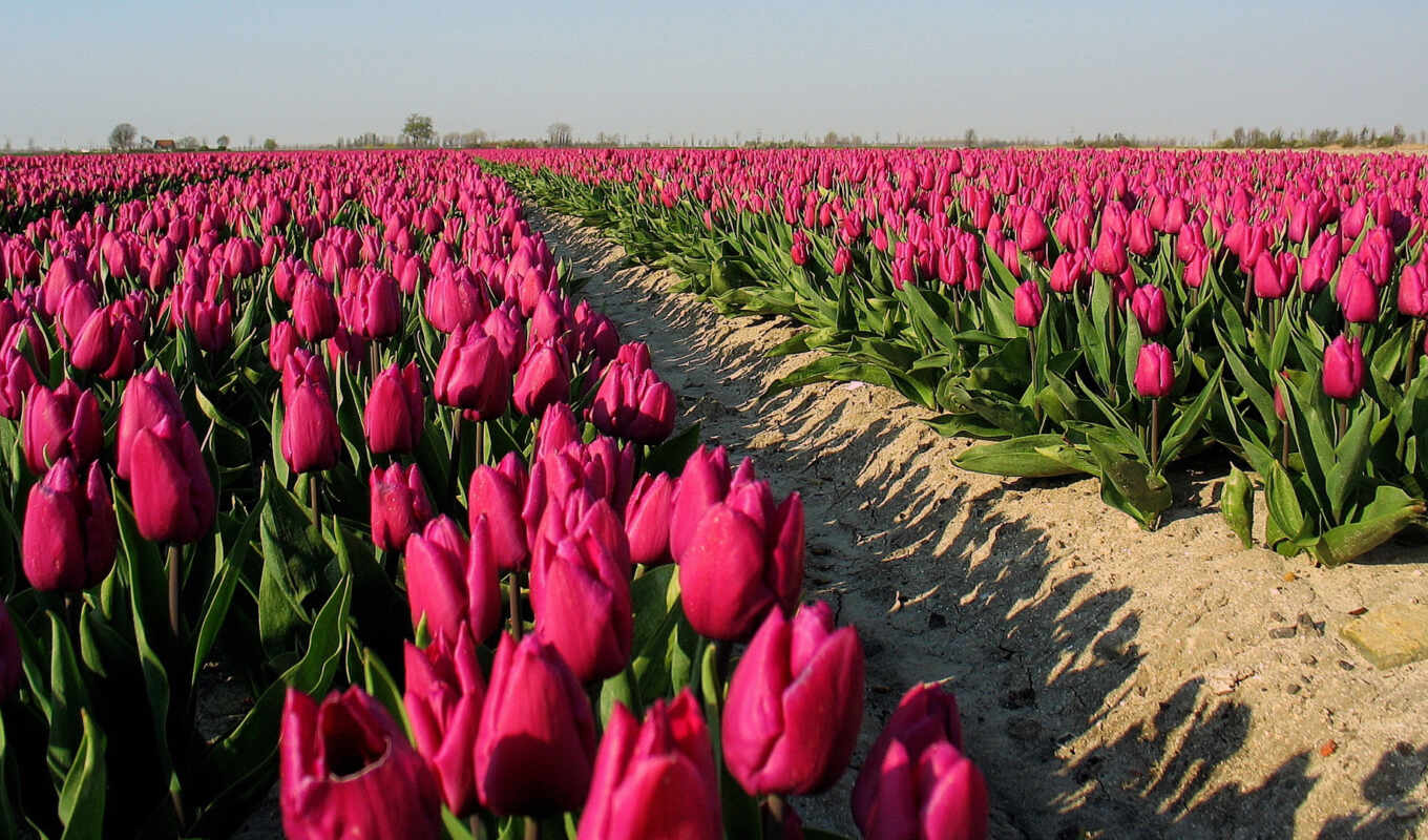 flowers, field, tulip, funart