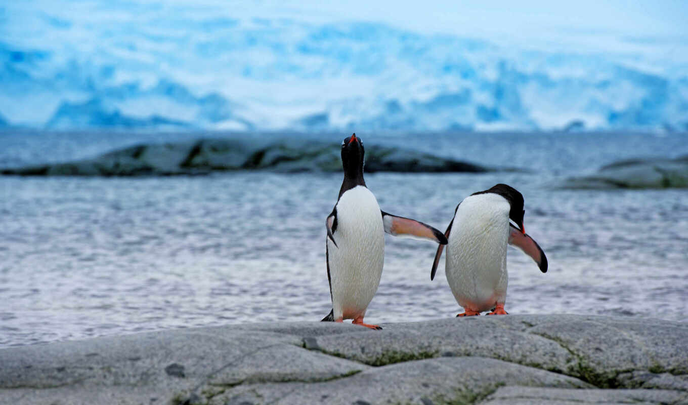 animal, penguin, antarctica
