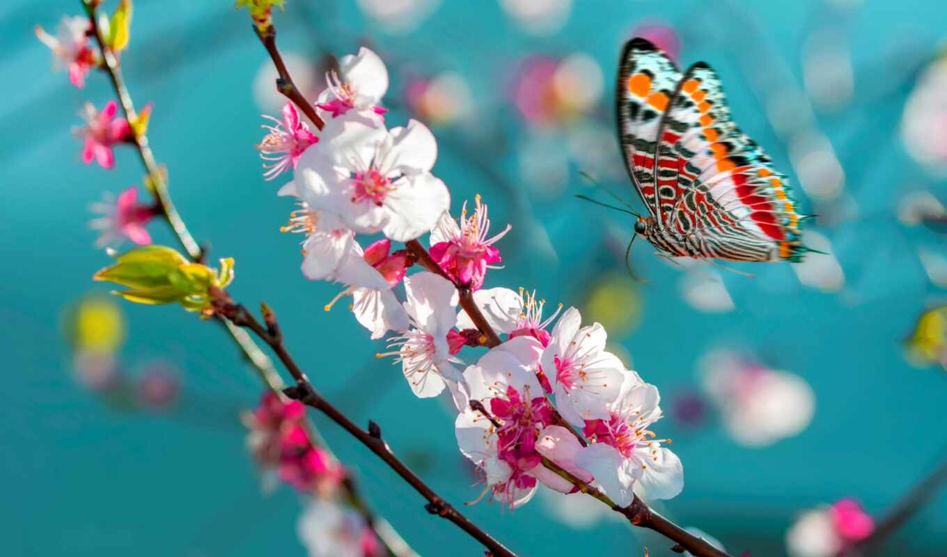 flowers, music, blue, white, petals, butterfly, Sakura, pink, spring, insect
