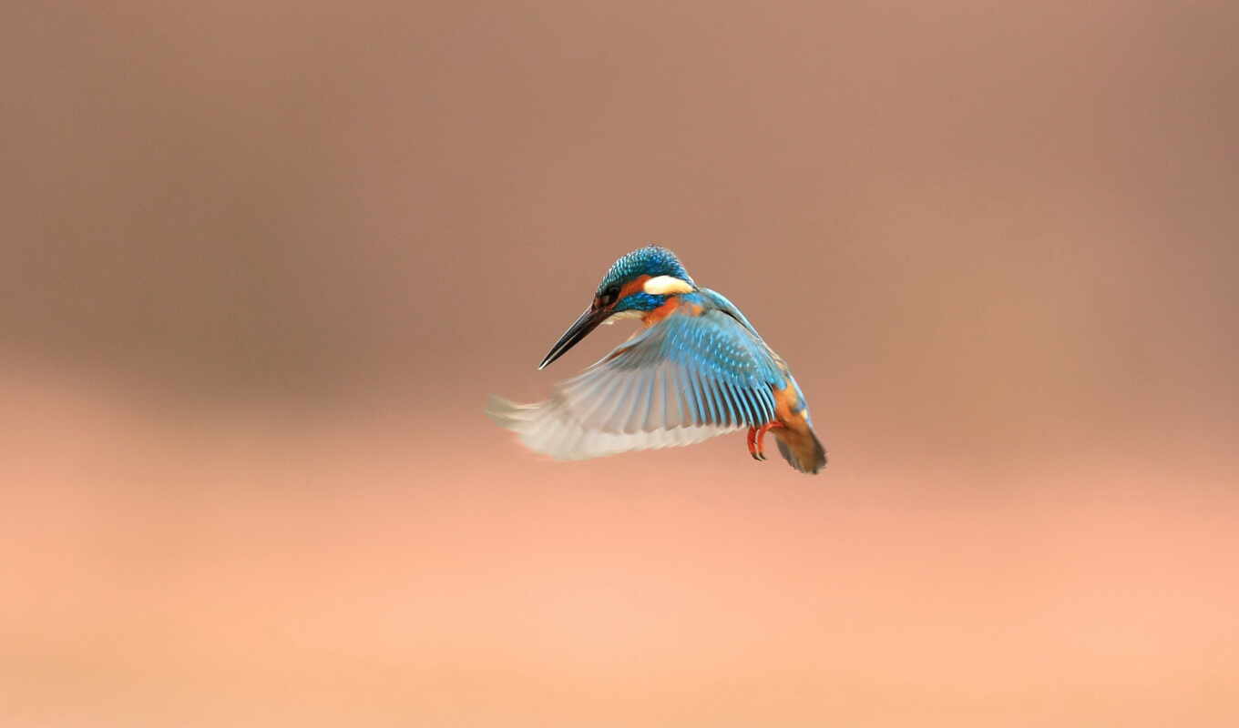 птица, animal, kingfisher, в этом, флакон