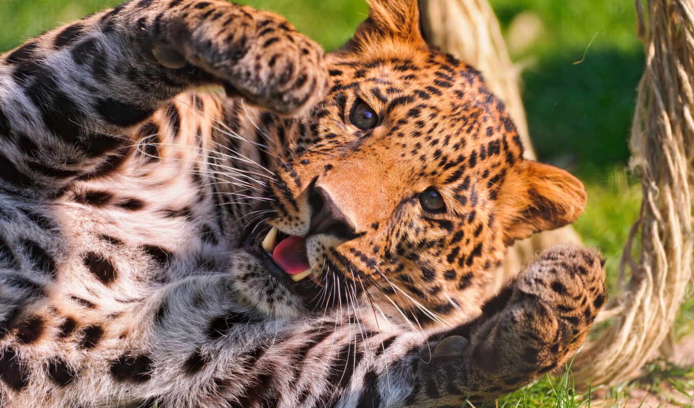 леопард, zhivotnye, совершенно, категория