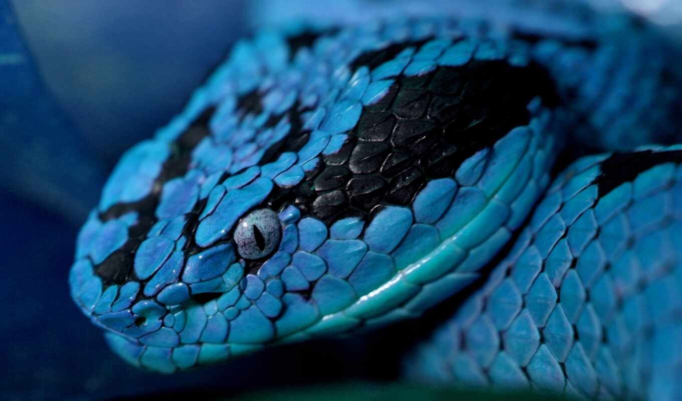 картинка, красивая, змеи, snake, color, змей, синяя, zhivotnye, кобальтово, внушительные