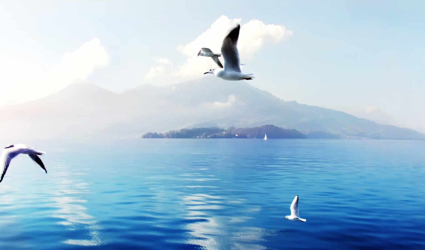 big, bird, with, Switzerland, seagull, background