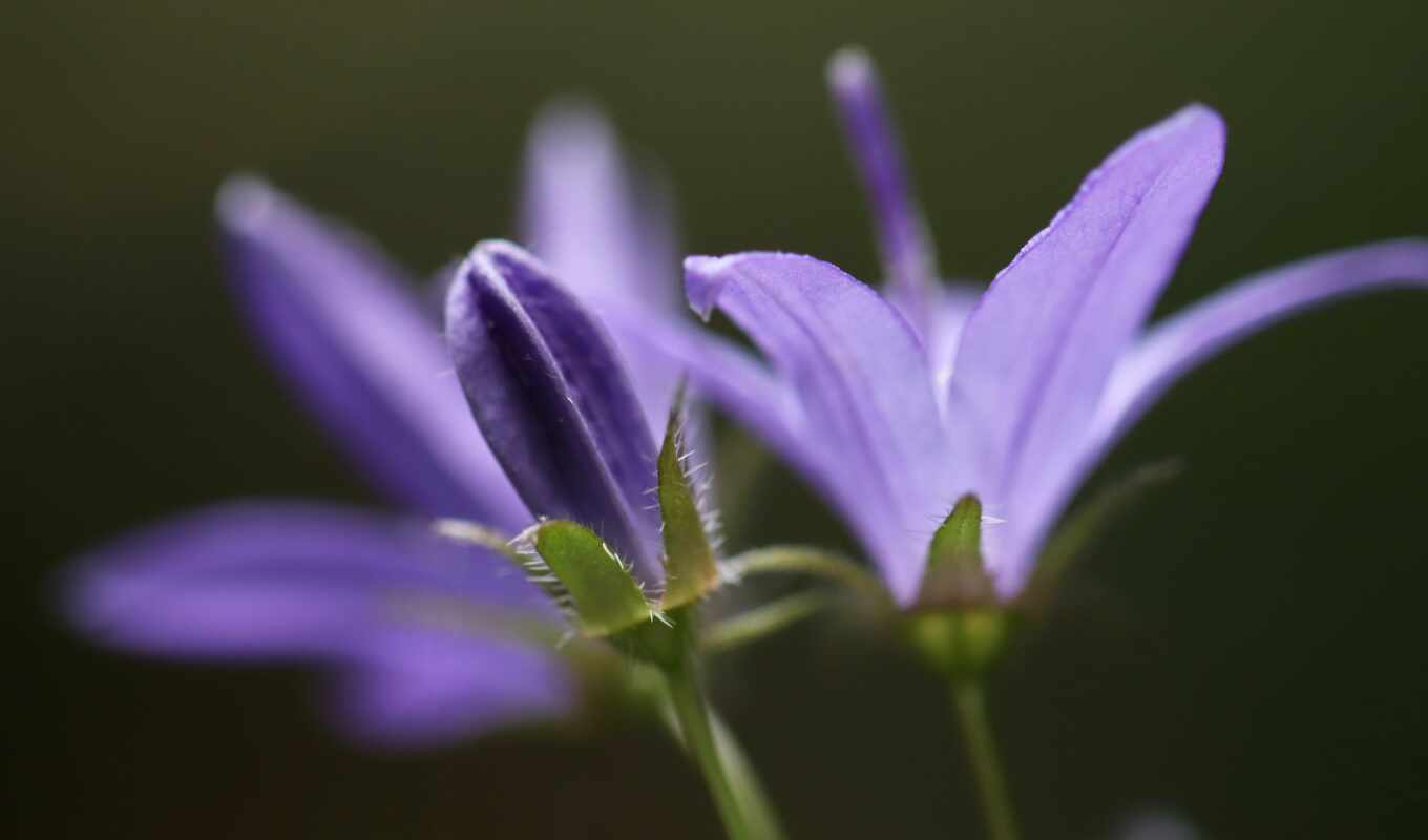 природа, цветы, purple
