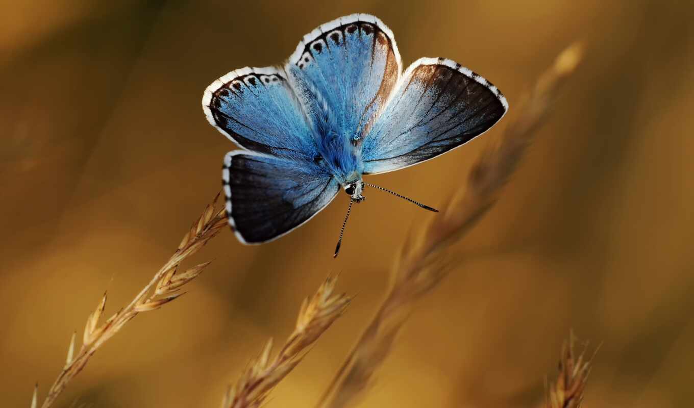 butterfly, makryi