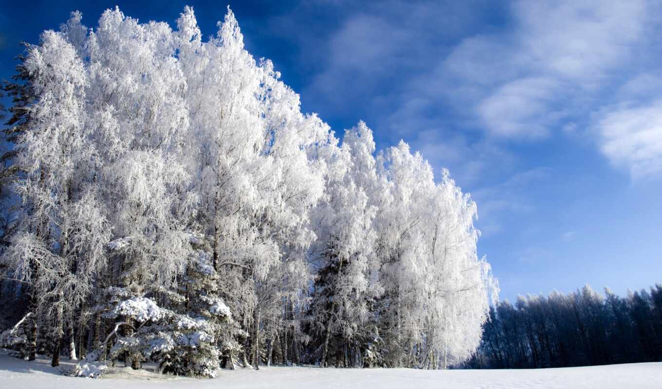 природа, снег, winter, года, trees