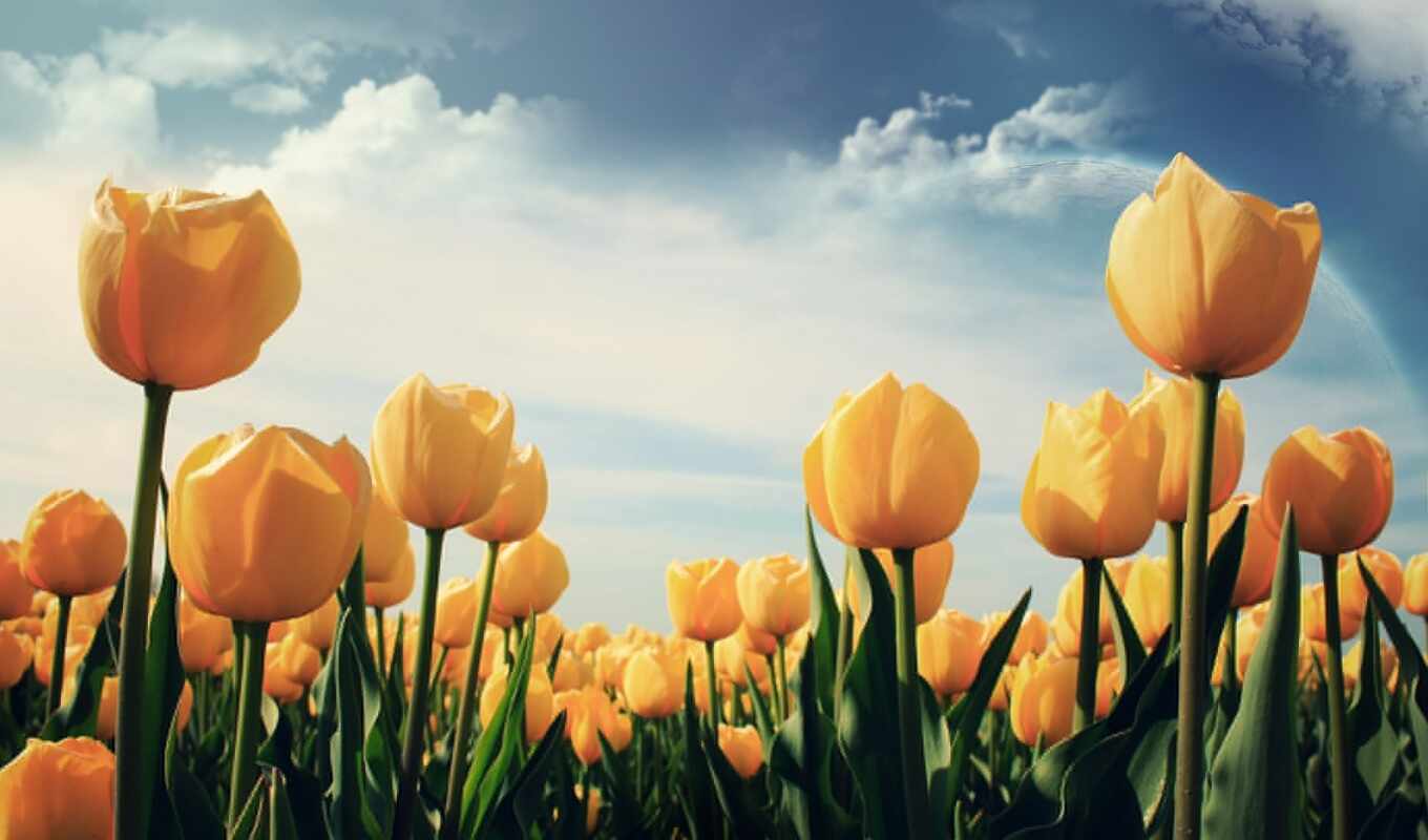 yellow, tulips, cvety