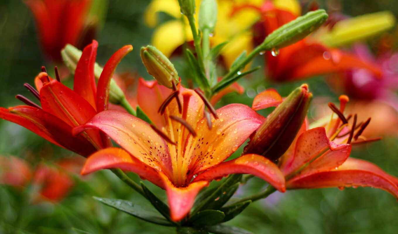 desktop, страница, garden, flowers, оранжевый, lily, cvety