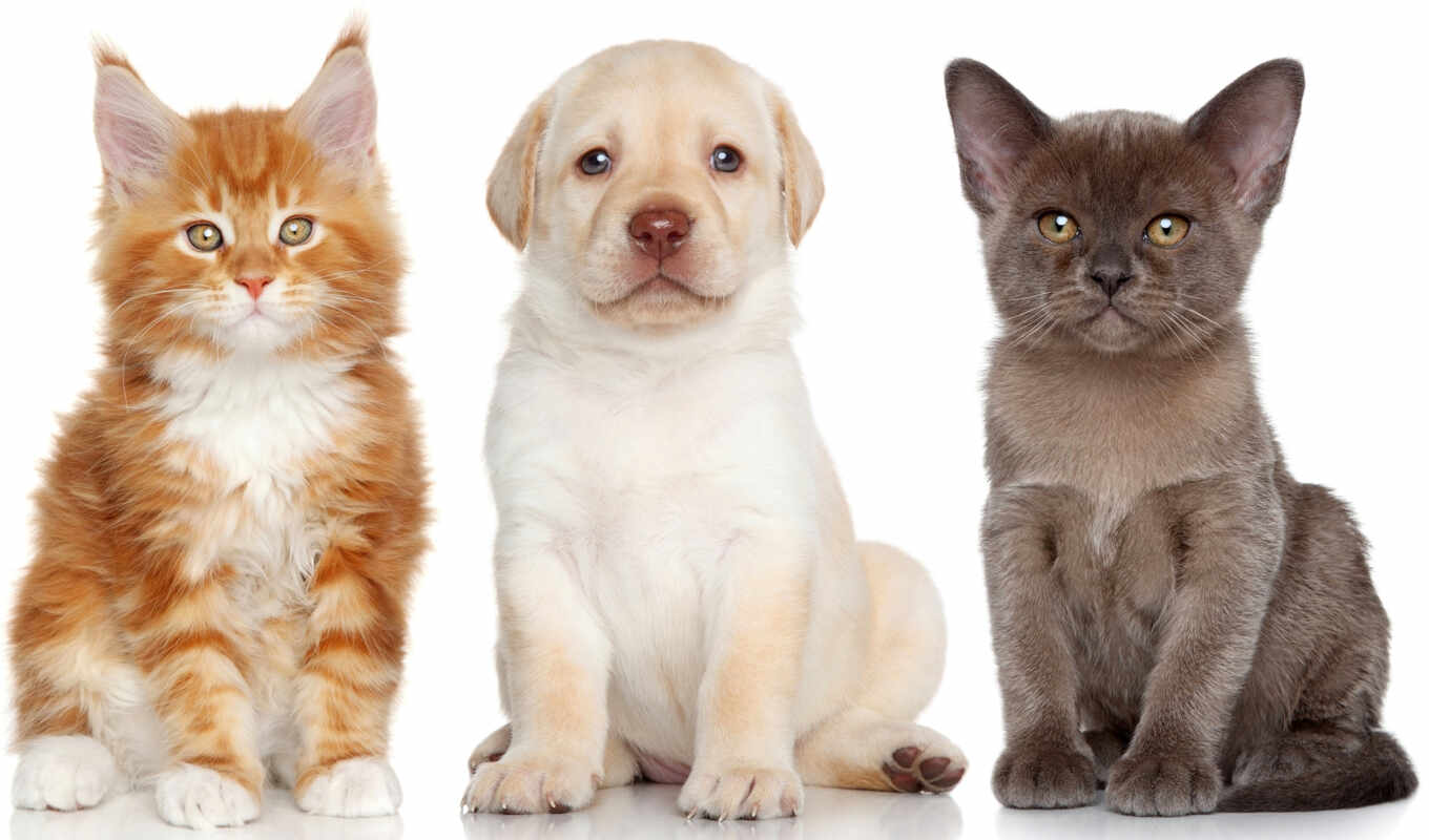white, cat, dog, puppy, kitty, Labrador, animal, retriever, my