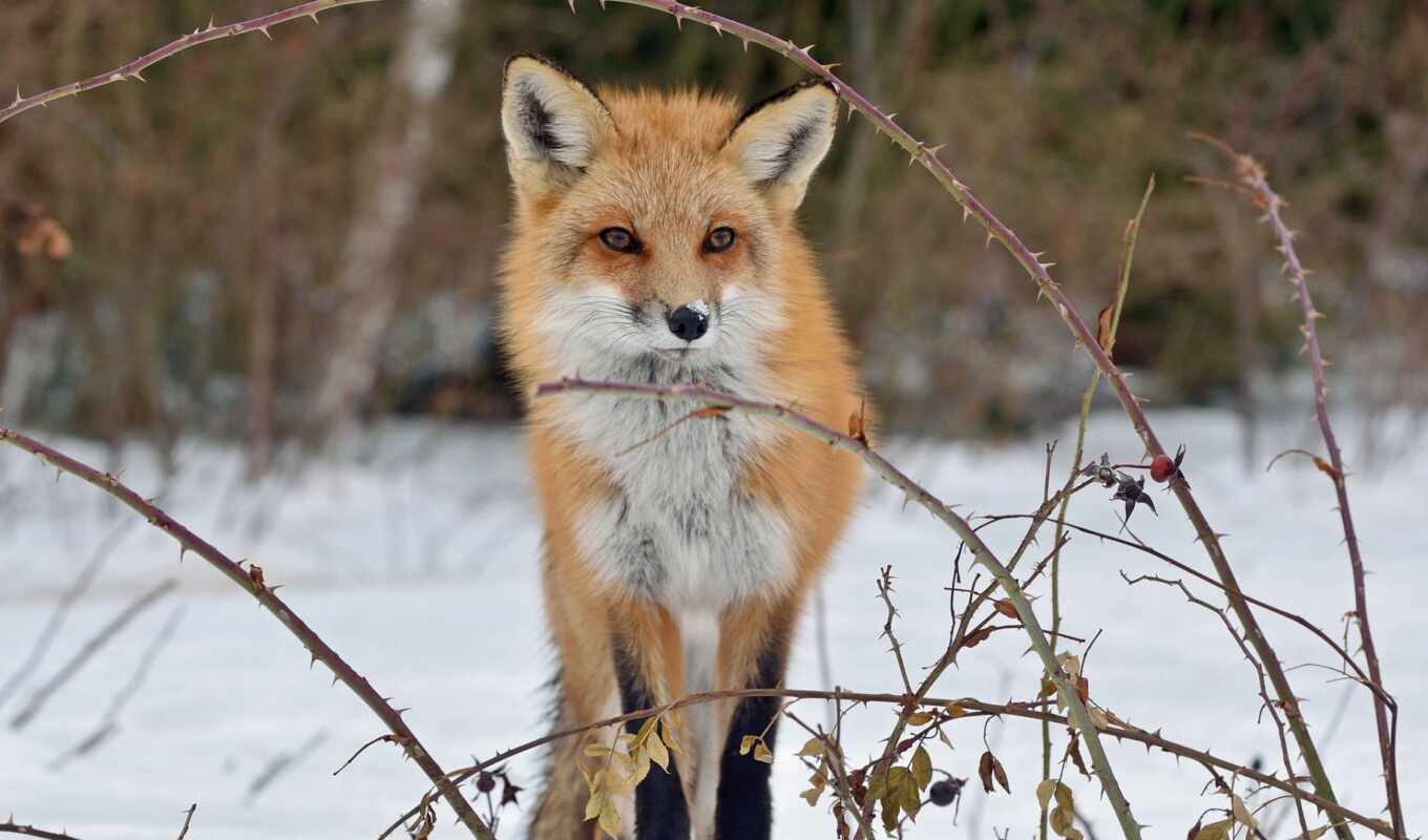 club, snow, Russia, fox, animal, swan, reptile, a feather, chameleon