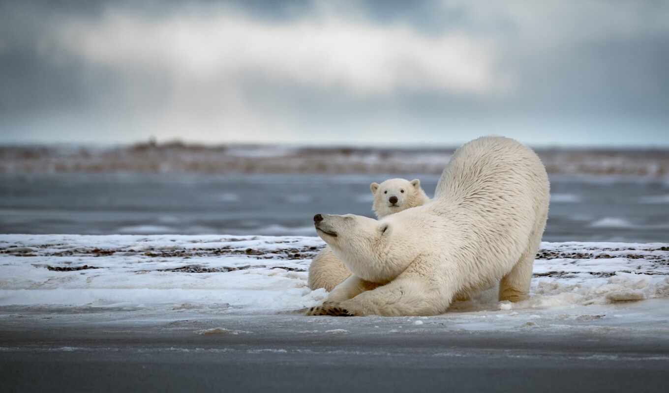 white, subject matter, bear, animal, the cub, two, polar, stretched, mommy