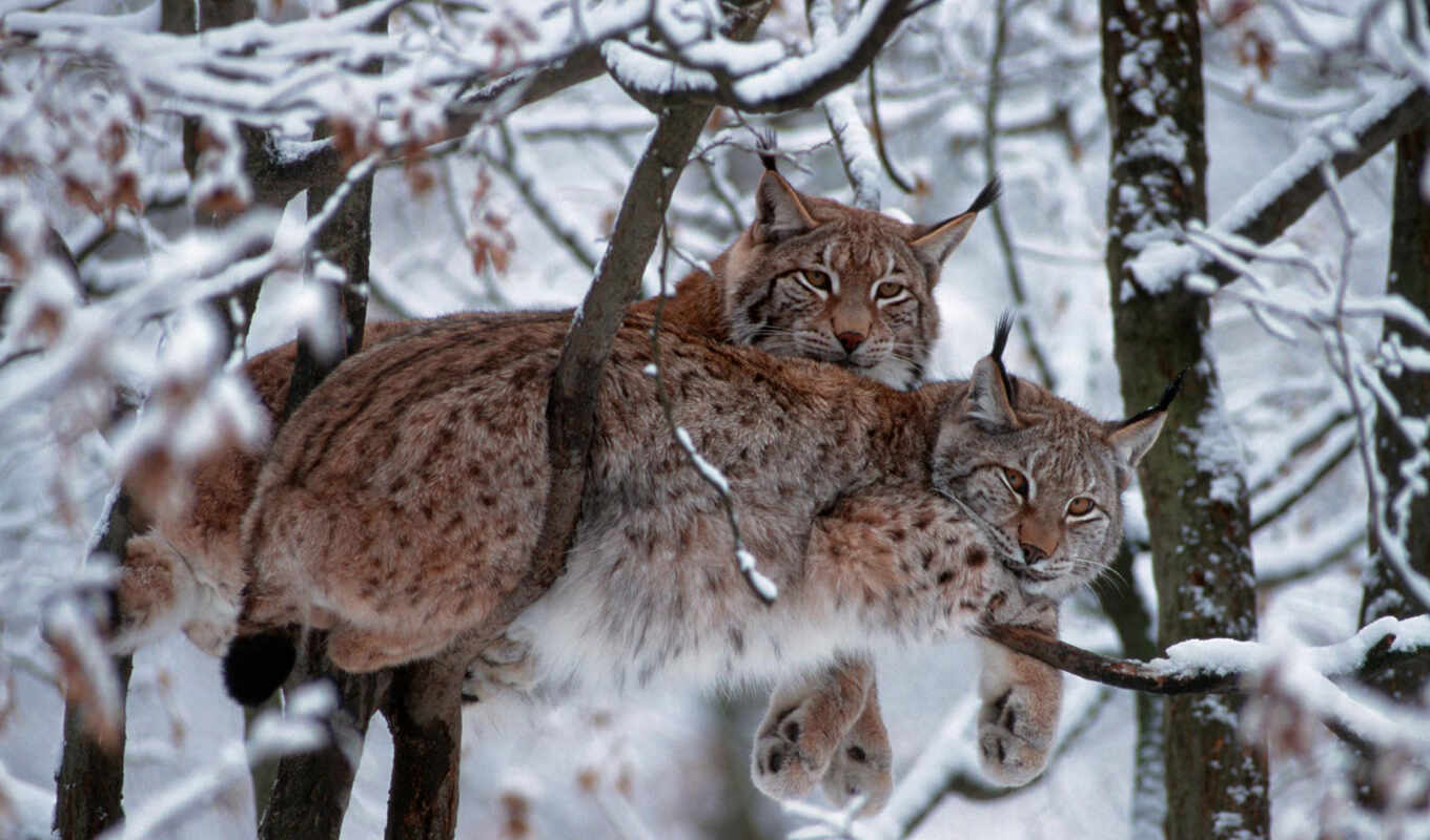 tree, snow, winter, cat, Germany, branch, animal, lynx, bobcat, a mammal, eurasian