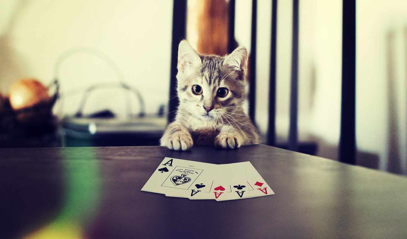 игры, карты, kot, игральные, покер