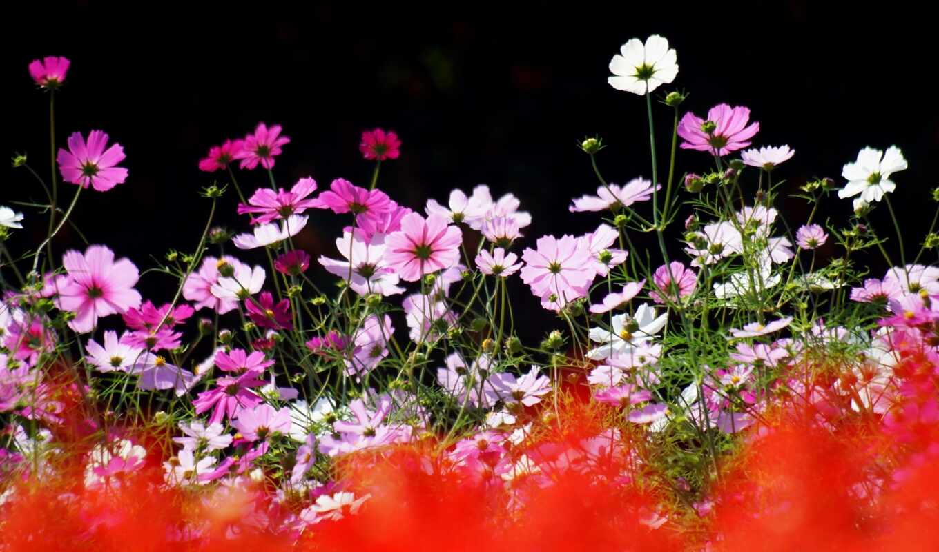 nature, flowers, summer, red, focus, line, cosmea