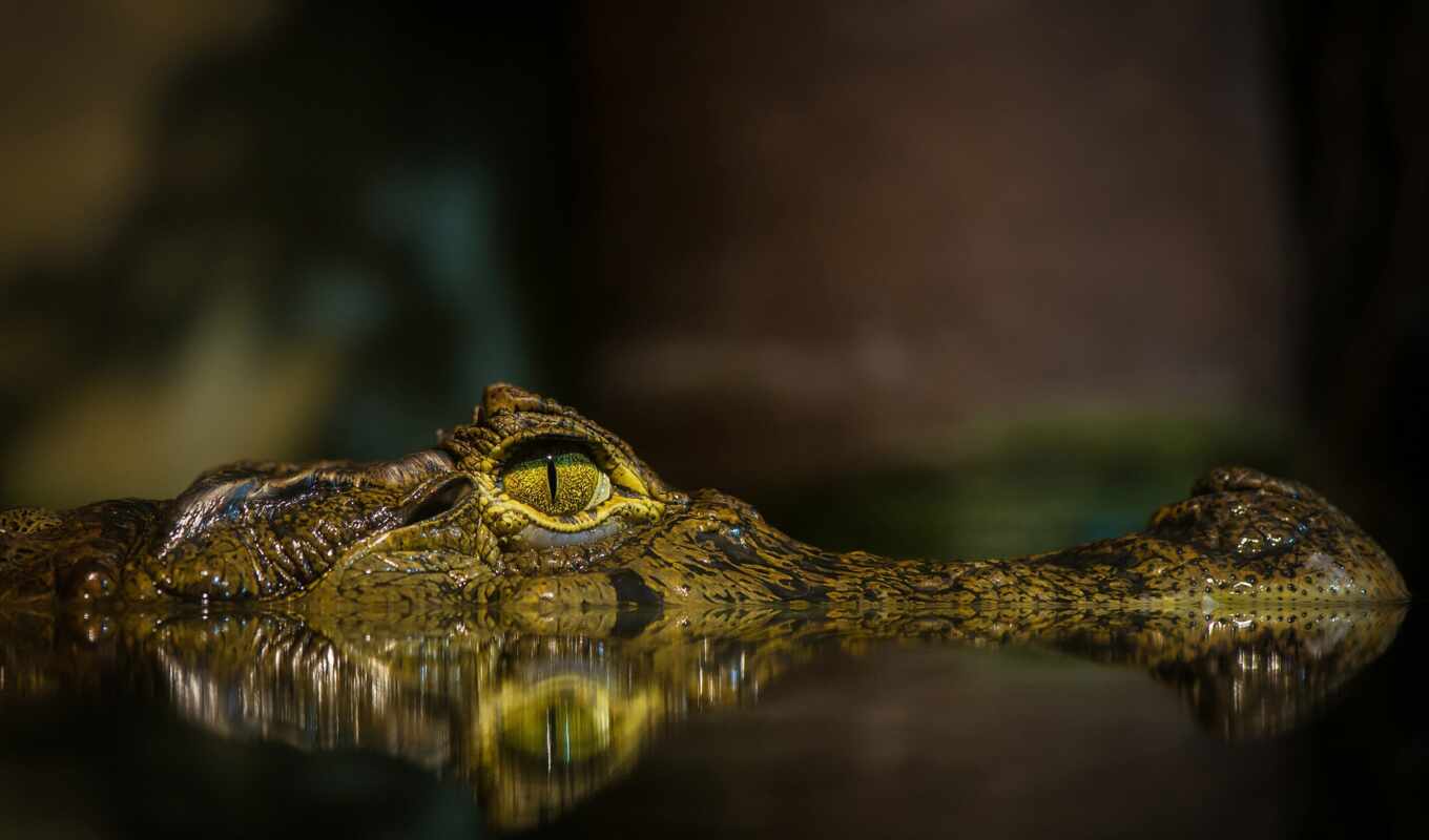 глаз, water, крокодил