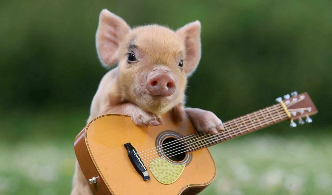 guitar, cute, pig, lead, porosenka, because