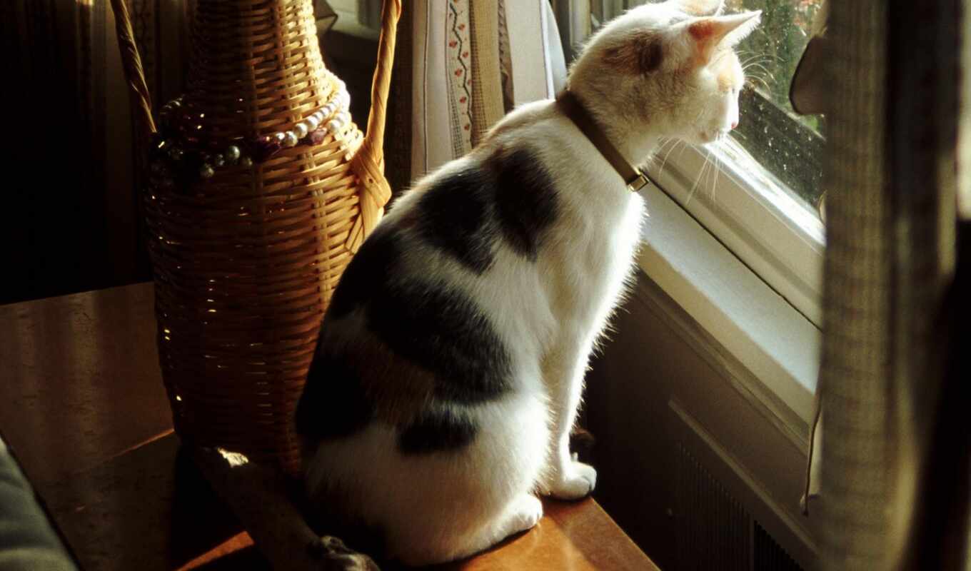 окно, кот, смотреть