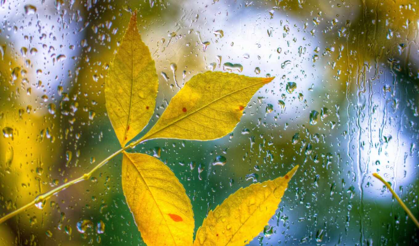 лист, дождь, осень