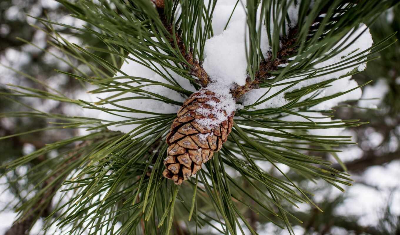 снег, winter, pine, cone