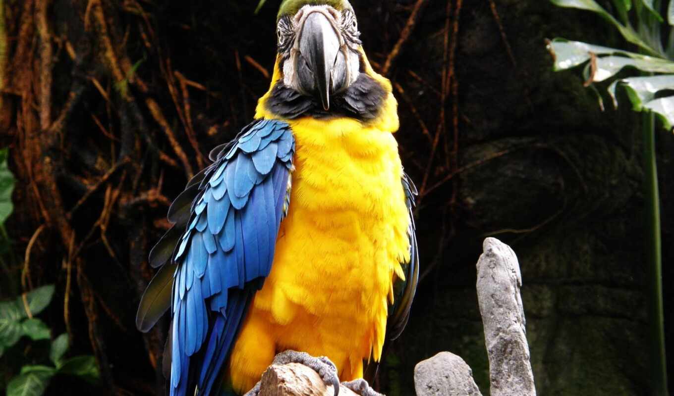 птица, попугай, красивый, macaw, scare, pofoto, poknok